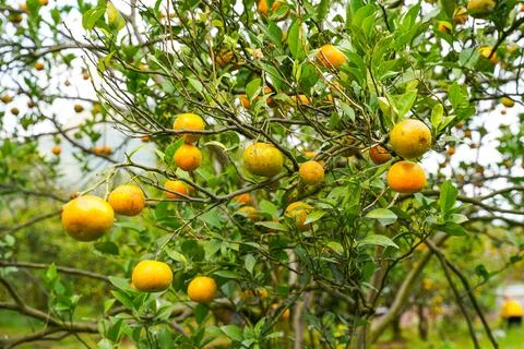 Orange Tree Stock Photos