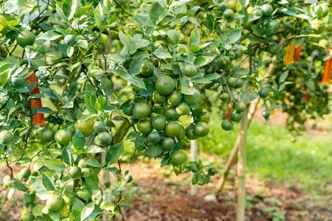 Orange Tree Stock Photos