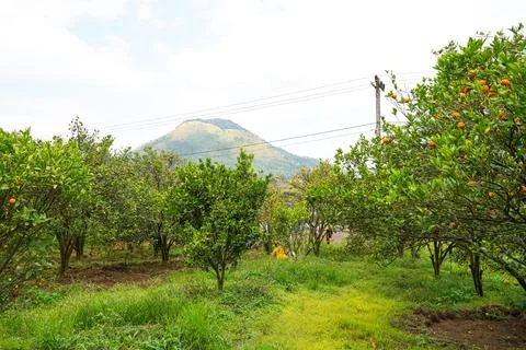 Orange Tree Stock Photos