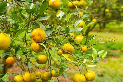 Orange Tree Stock Photos