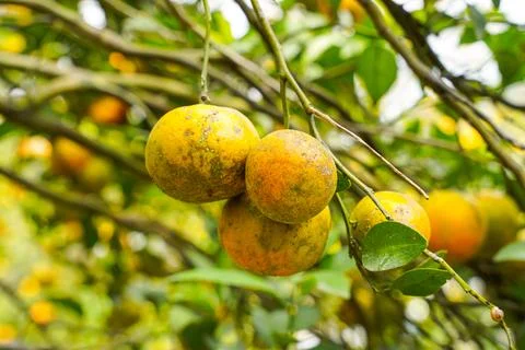 Orange Tree Stock Photos