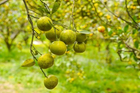 Orange Tree Stock Photos