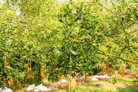 Orange Tree Stock Photos