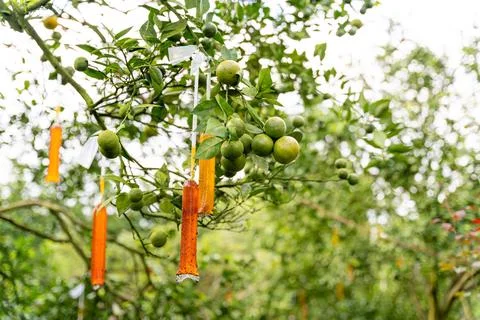 Orange Tree Foto stock