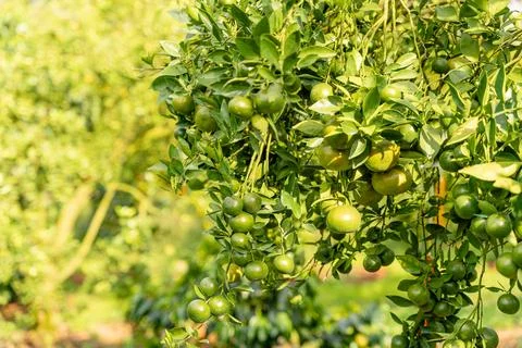 Orange Tree Stock Photos