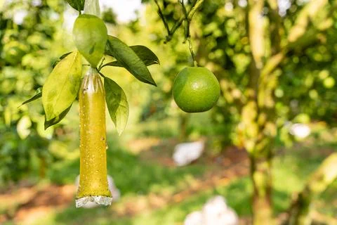 Orange Tree Foto stock