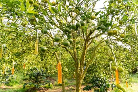 Orange Tree 스톡 사진