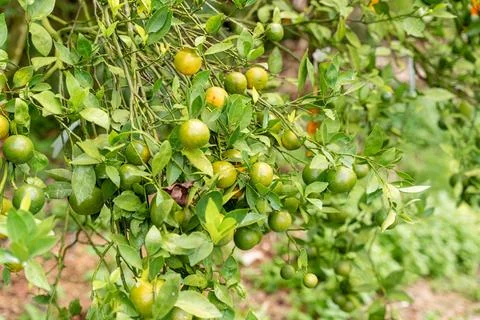 Orange Tree 스톡 사진