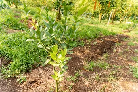Orange Tree Stock Photos