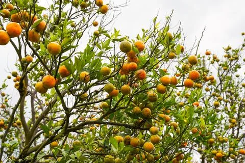 Orange Tree Stock Photos