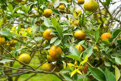 Orange Tree Stock Photos