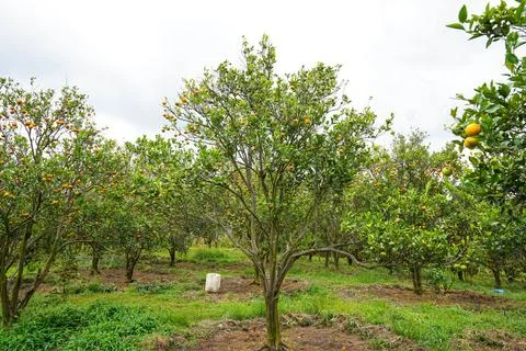 Orange Tree Stock Photos