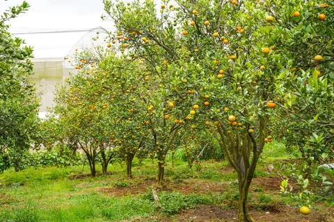 Orange Tree 스톡 사진