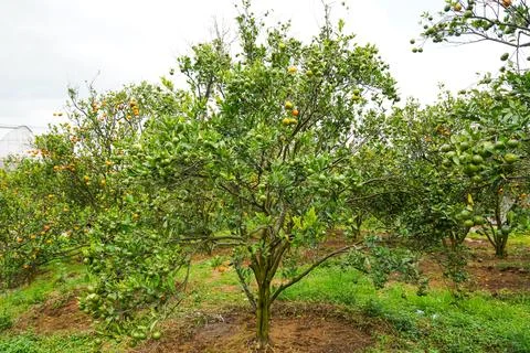 Orange Tree Stock Photos