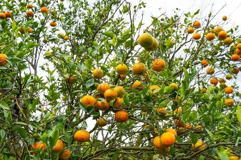 Orange Tree Foto stock