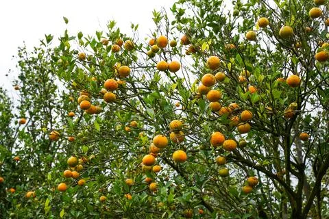 Orange Tree Foto stock
