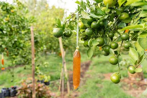 Orange Tree Stock Photos