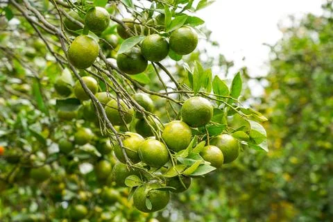 Orange Tree Stock Photos