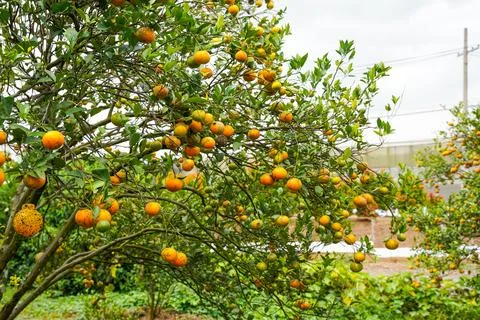 Orange Tree Foto stock