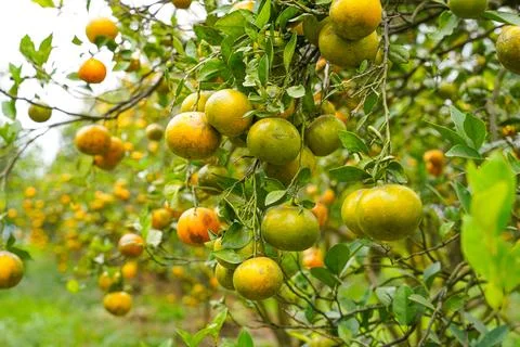 Orange Tree Stock Photos