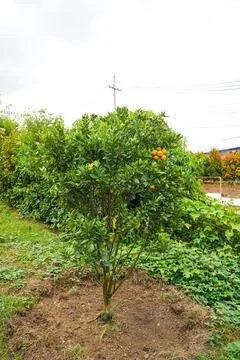Orange Tree Stock Photos