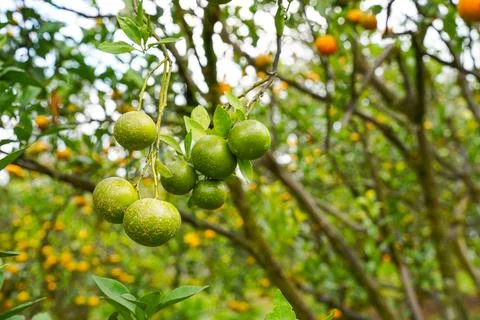 Orange Tree Stock Photos