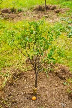 Orange Tree Stock Photos