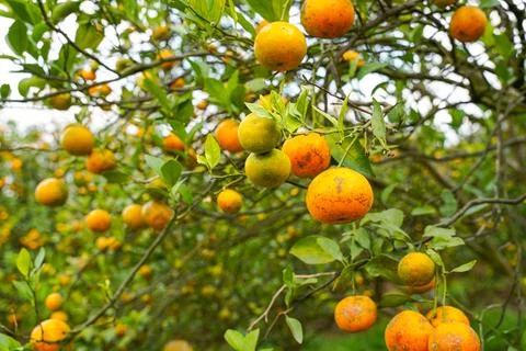 Orange Tree Foto stock