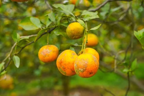 Orange Tree Stock Photos