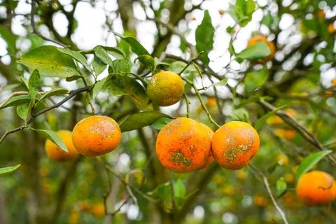 Orange Tree Stock Photos