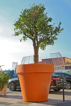 Orange Tree Pot Nice Foto stock