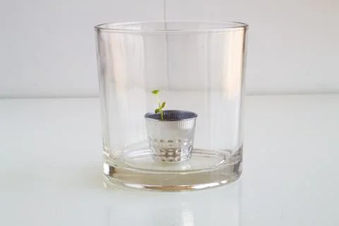 Orange tree project or lemon tree. It depends on how you look at it. Stock Photos