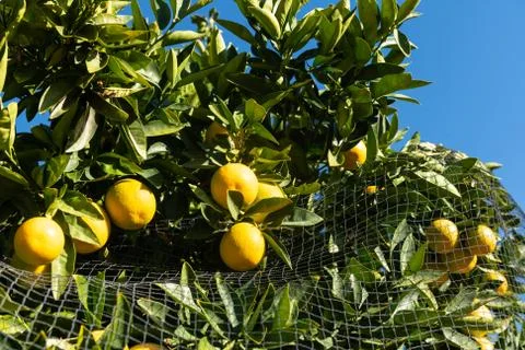 Orange Tree Protected with Bird Netting Stock Photos
