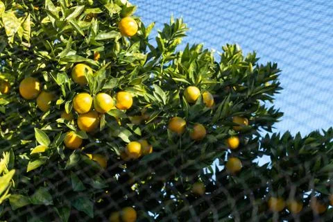 Orange Tree Protected with Bird Netting Stock-Fotos