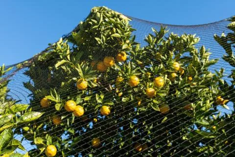 Orange Tree Protected with Bird Netting Stock Photos