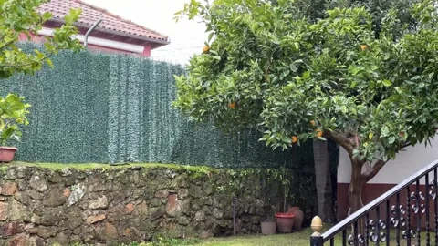 Orange Tree in Quaint Backyard with Stone Wall and Green Fence Stock Footage 334458595