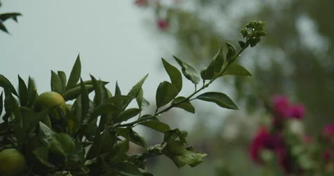 Orange tree on a rainy day 動画素材 143470355