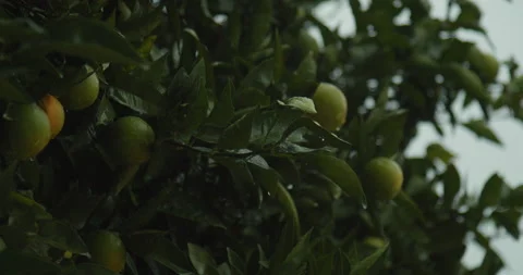 Orange tree on a rainy day 動画素材 143470440