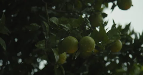 Orange tree on a rainy day 動画素材 143471584