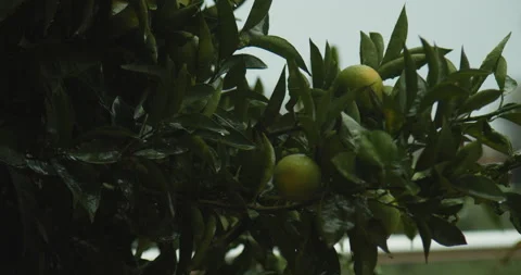 Orange tree on a rainy day, pan shot Video stock 143471055