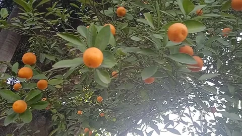 Orange tree real Stock Footage 147369719