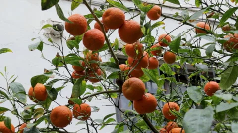 Orange tree with ripe fruit Stock Footage 274563925