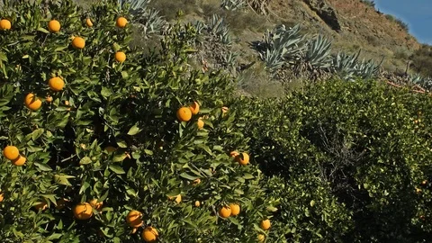 Orange tree with ripe orange, dolly shot. Stock Footage 120675055