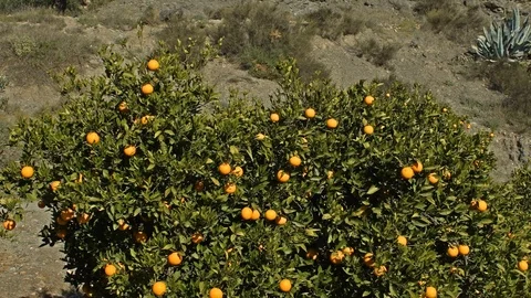 Orange tree with ripe orange, dolly shot. Stock Footage 120675065