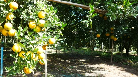 Orange tree with ripe orange, dolly shot. Stock Footage 154986095