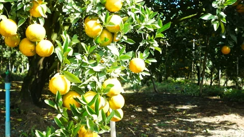 Orange tree with ripe orange, dolly shot. Video stock 154987089