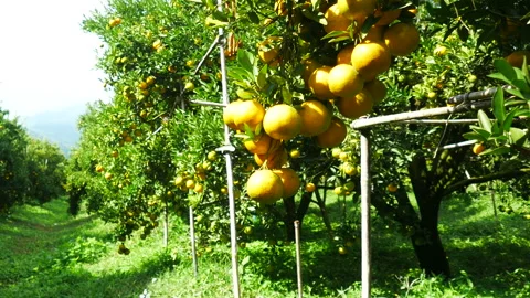 Orange tree with ripe orange, dolly shot. Stock Footage 154987315