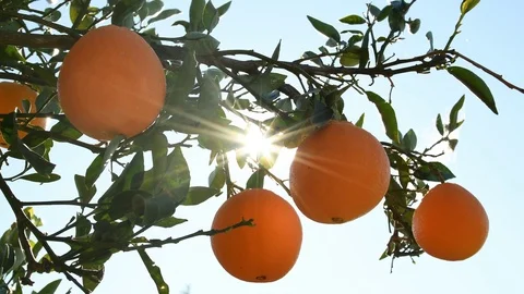 Orange tree with ripe orange with sun. Stock Footage 121256792