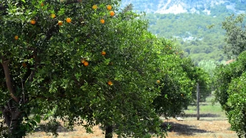 Orange tree with ripe oranges on mountain background Video stock 118976540