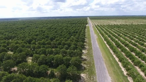 Orange Tree Road Video stock 108471873